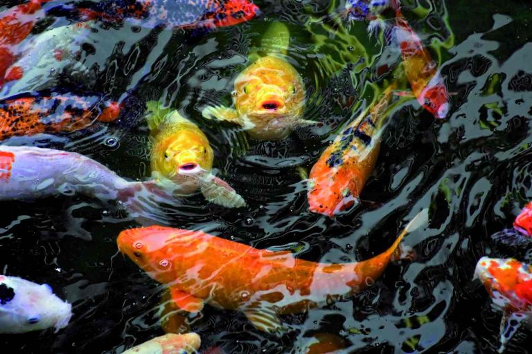Vijvers vissen koi Verloop Aquariums Vijvers
