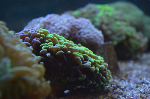 Alle koralen