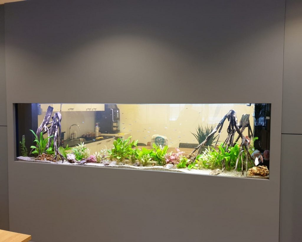 evolutie strip hypothese Aquariums projecten - Verloop Aquariums | Vijvers