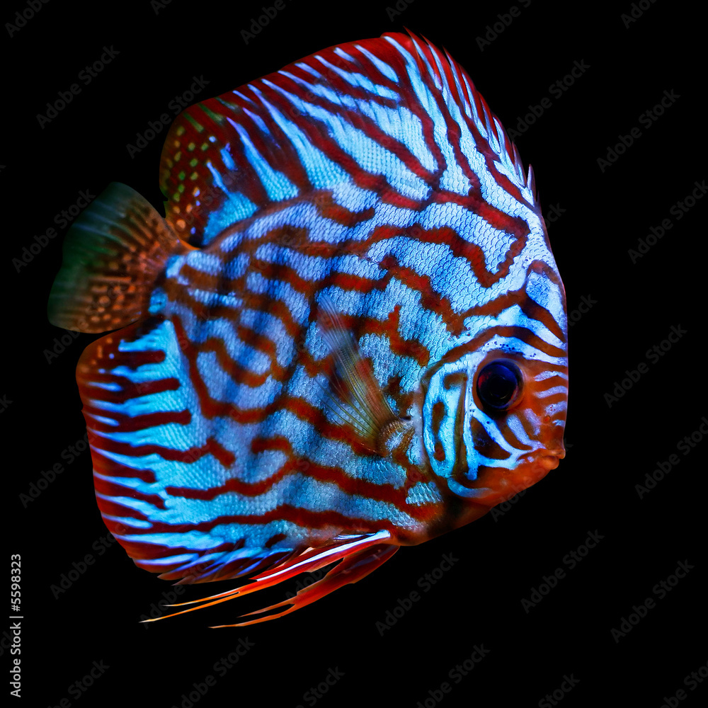 De Aziatische Discusvis